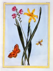 South American Ixia